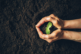 Hand holding a seedling in the dirt. Nurturing small plant.