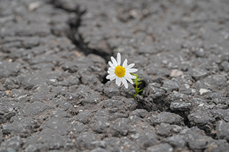 Daisy-flower-growing-in-crack-in-rock